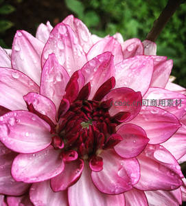 粉黛花蕊，雨珠轻吻绽放娇颜