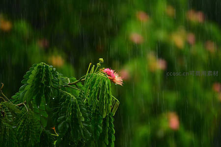 雨中绽放的粉花与翠绿叶片