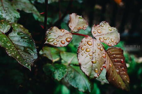 雨后玫瑰叶上水珠闪烁如珠