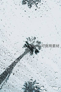 雨滴中的棕榈树剪影