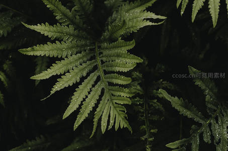 微距下的蕨类叶片，水珠晶莹剔透