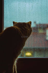 窗边猫咪凝望雨幕