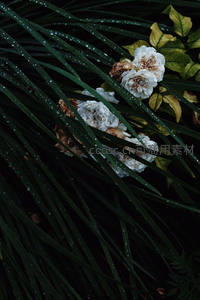 雨滴轻抚白玫瑰与深绿叶