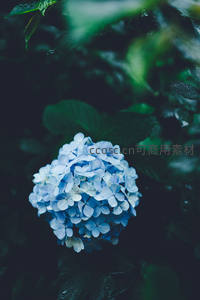蓝绣球花绽放，雨后绿叶衬托