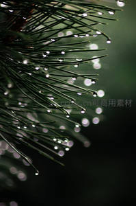 松针尖上的晶莹露珠特写