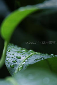 绿叶脉络间滚动的水珠