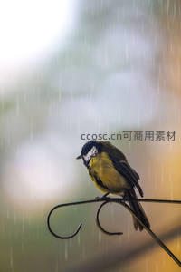 雨中栖息的小鸟静谧瞬间