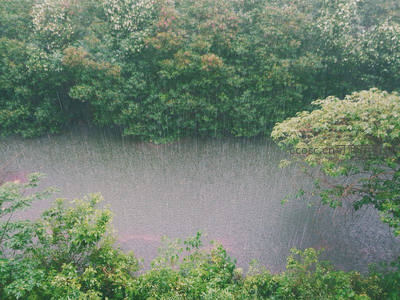 雨落湖面，绿树环绕的宁静时刻