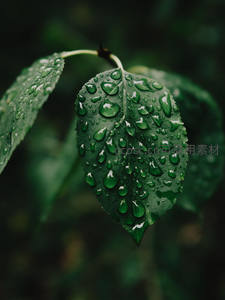 雨后绿叶缀满剔透水珠