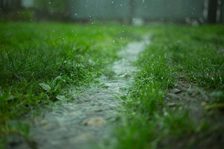 雨水滴落在青草间的小径