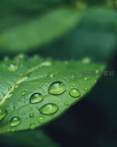 绿叶上的露珠晶莹剔透