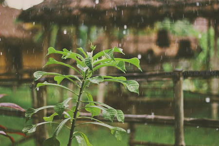 雨中绿植生机盎然