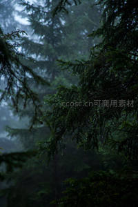 雾中森林的静谧雨景