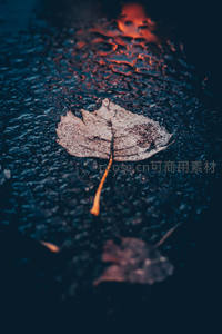 秋叶静卧湿漉路面