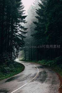 雾中森林蜿蜒公路