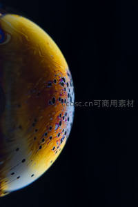肥皂泡中的奇幻宇宙
