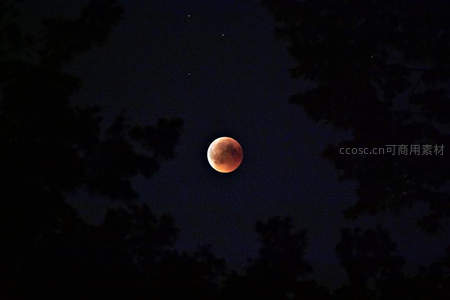 树影下的血月夜空