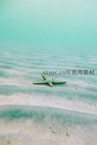 海底沙丘上静卧的星形海星