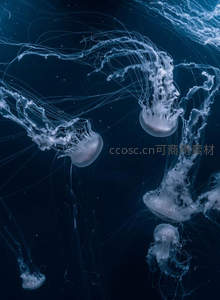 深海中优雅舞动的水母群