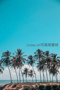 热带海岸边摇曳的椰子树群