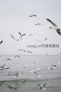 群鸥翱翔，灰空之下海面翻腾