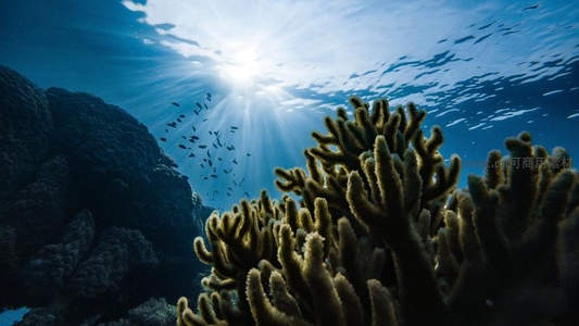 阳光穿透海底珊瑚礁
