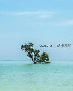 孤树立于浅海中的诗意画面