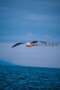 海鸥翱翔于辽阔海天之间