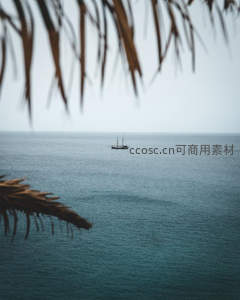 棕榈叶下远眺海上孤帆