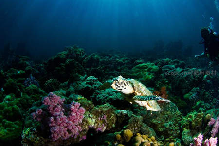 海底世界海龟悠游珊瑚礁
