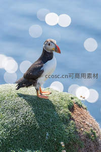 海鹦栖息苔藓岩，背景波光粼粼