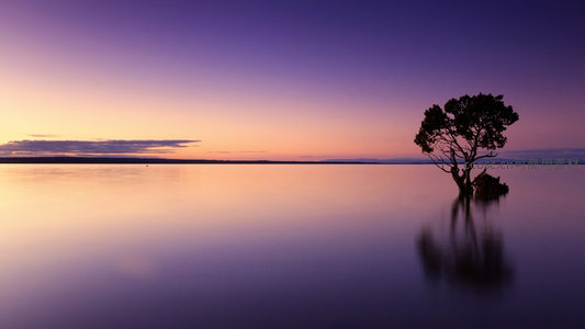 湖中孤树倒影如画夕照