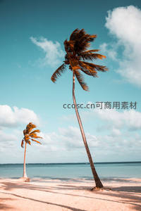 两棵椰树在微风中摇曳的海滩