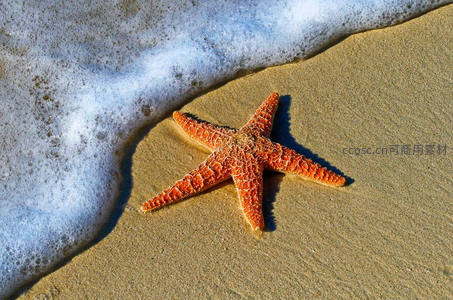橙色海星躺在沙滩，浪花轻吻留下泡沫