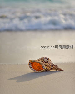 贝壳静卧细沙之上，海浪模糊成柔美背景