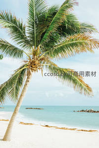 单棵椰树临海摇曳