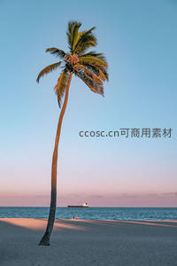 夕阳椰影下的宁静海滩
