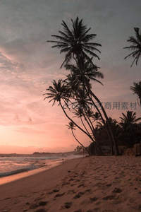 椰林剪影下的粉红黄昏沙滩