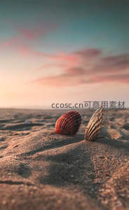 夕阳下沙滩上两枚贝壳的静谧特写