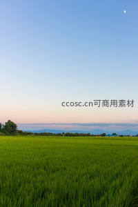 稻田青绿接远山，暮色苍茫月如钩