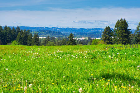 蒲公英飞舞田野
