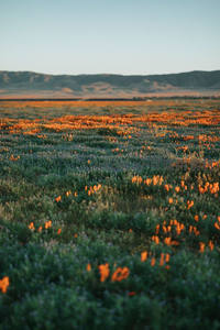 橙色花海映夕阳