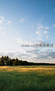 金色麦浪沐浴黄昏霞光