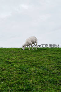 绿野孤羊低头觅食宁静画面