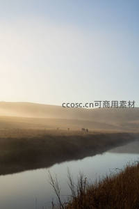 晨雾笼罩河岸牛群悠然觅食