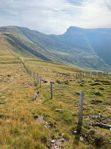 山间小径上，小狗漫步于青翠山谷之中