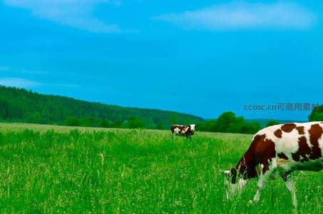 奶牛悠享绿草地