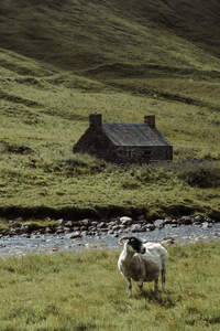 石屋溪畔羊悠然