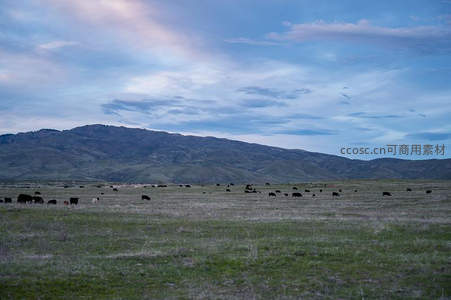 草原牧群与远山暮色