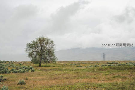 孤树屹立旷野云天